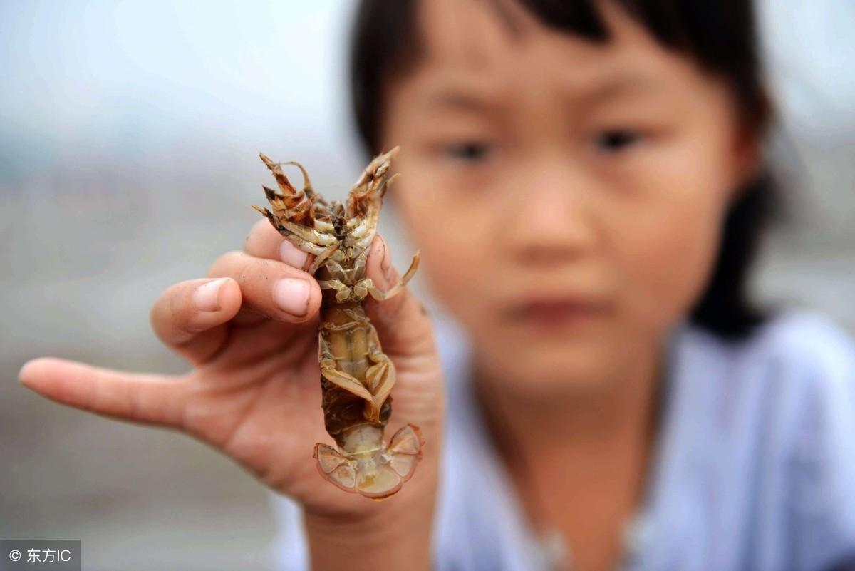 蝼蛄到底是害虫还是益虫？看完这篇你就懂了