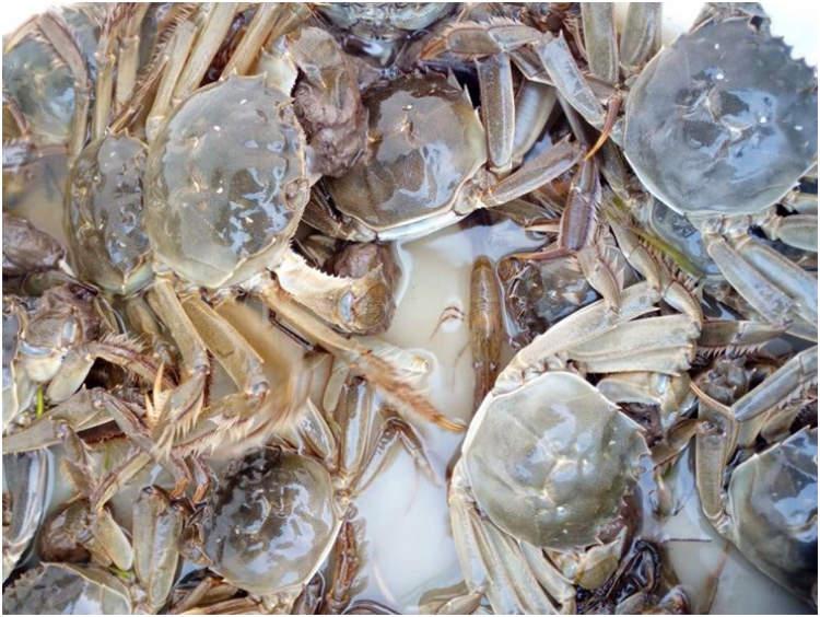 海水鱼饲养指南：如何养护海水鱼及辨别其雌雄