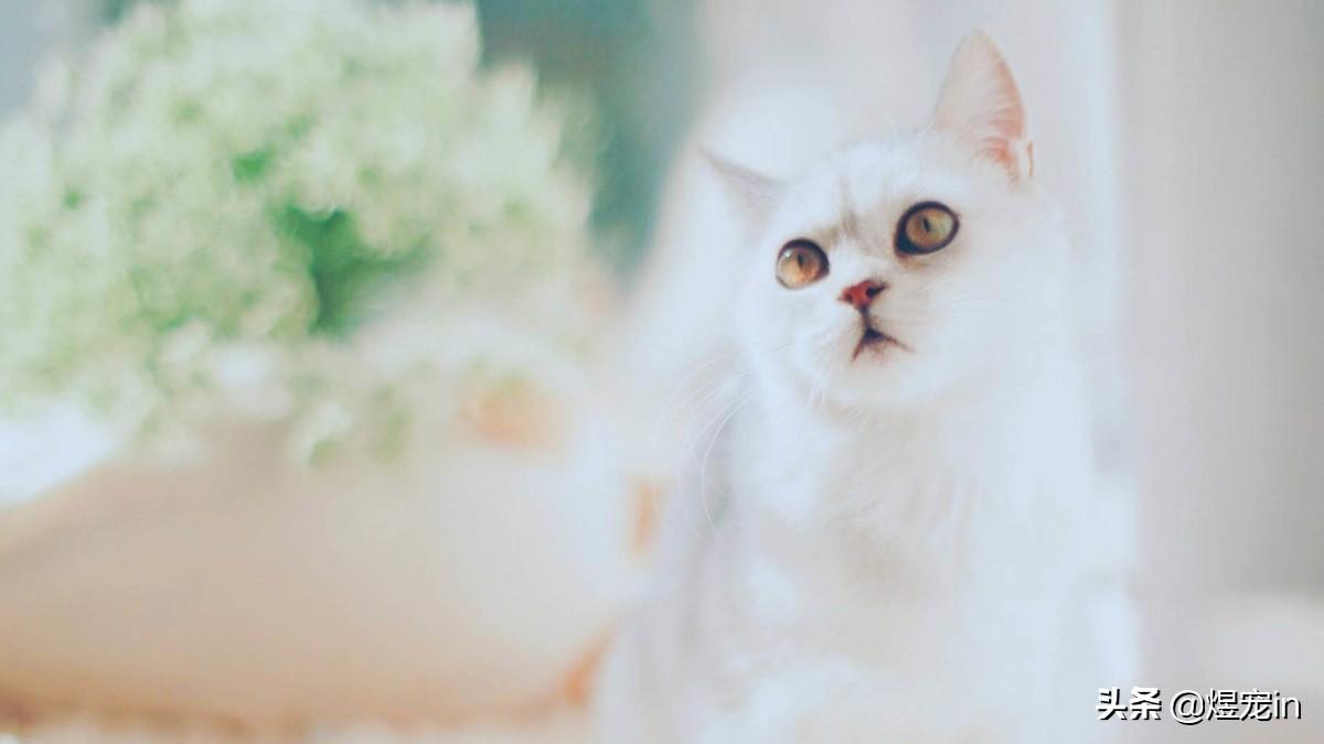 女白羊座到底和哪个星座最配得上头？