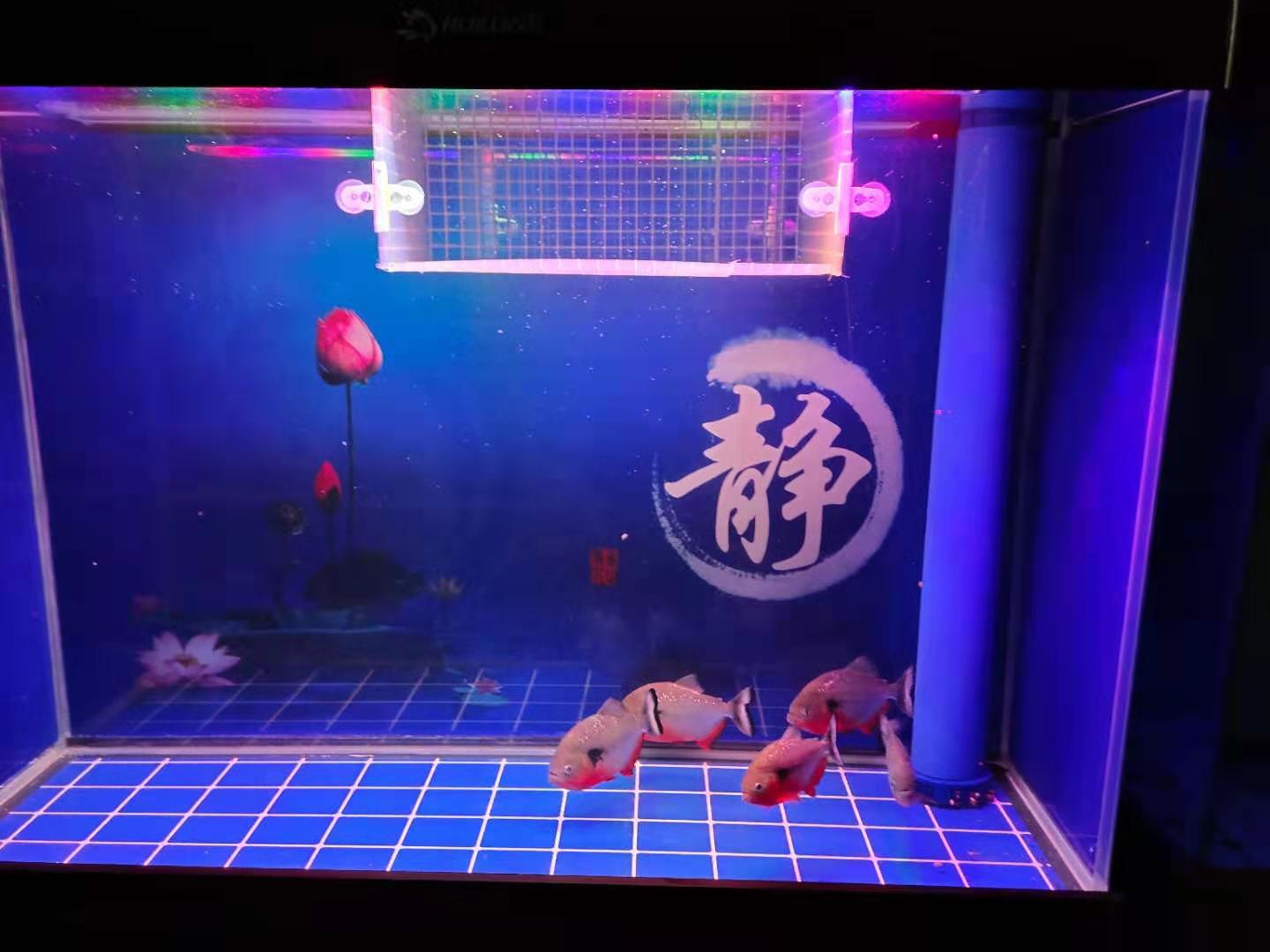 小型鱼缸换水全攻略：简单步骤保持水质清洁