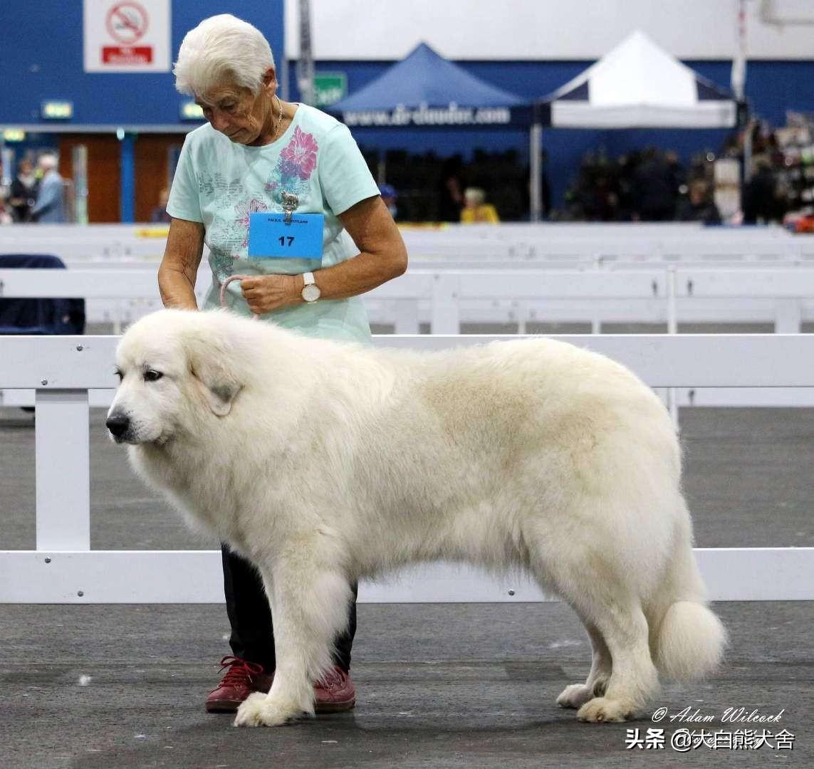 养大白熊真的像传说中那么难吗？