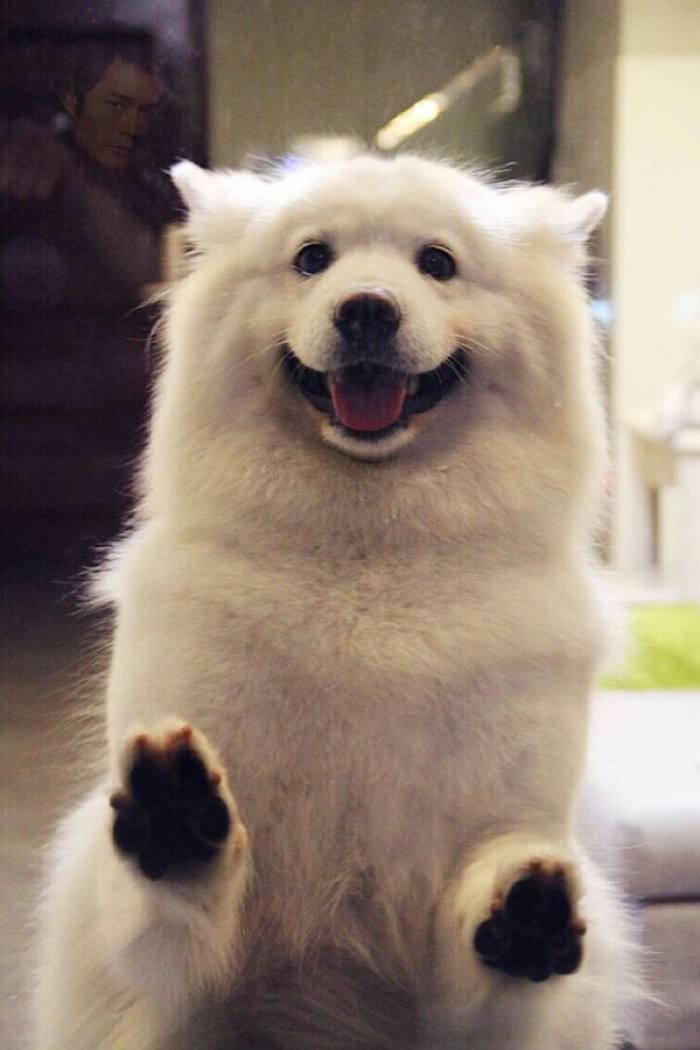 养狗新手必看：银狐犬和萨摩耶到底有啥不同？