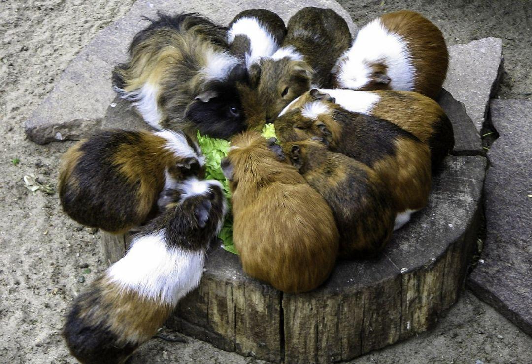 天竺鼠怀孕需要哪些特殊准备？