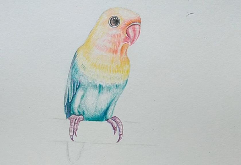 新手养鹦鹉鱼为什么总养不出血红色？