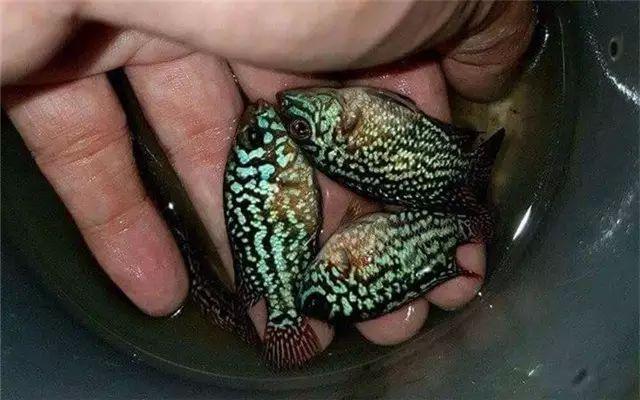 罗汉鱼怎么养才能爆头起纱？