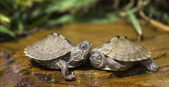 想养龟又怕养死？这种神秘生物到底该怎么伺候？