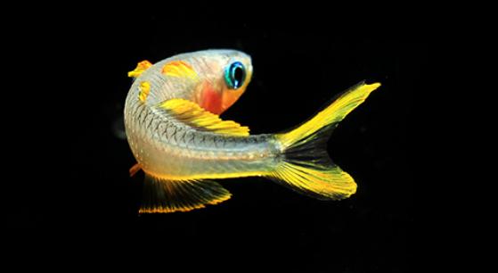 热带鱼生活习性大揭秘:依习性对比饲养难度 热带鱼生活习性大揭秘:依习性对比饲养难度