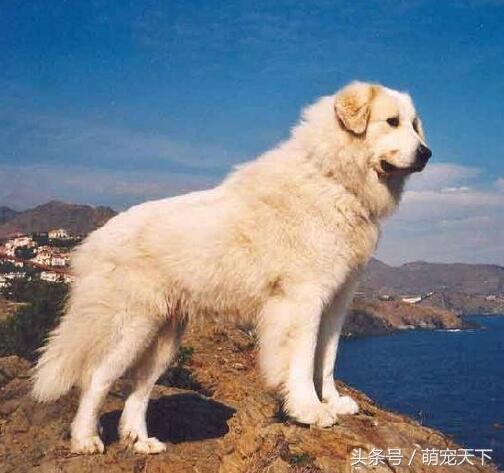 养巴吉度真的像养沙皮狗一样简单吗？