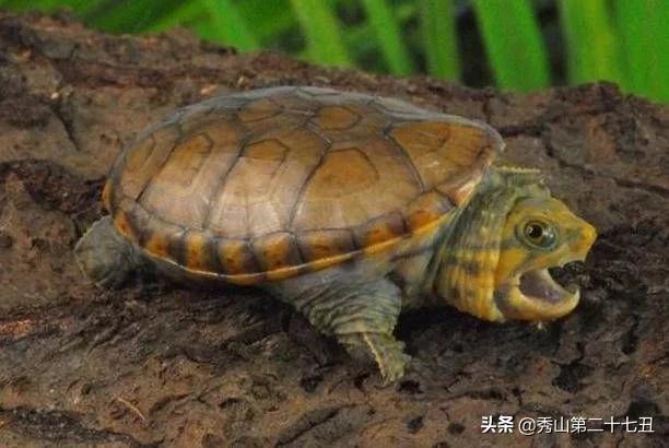 大鳄龟和小鳄龟的区别:体型大小不一样的相关解析 大鳄龟和小鳄龟的区别:体型大小不一样的相关解析