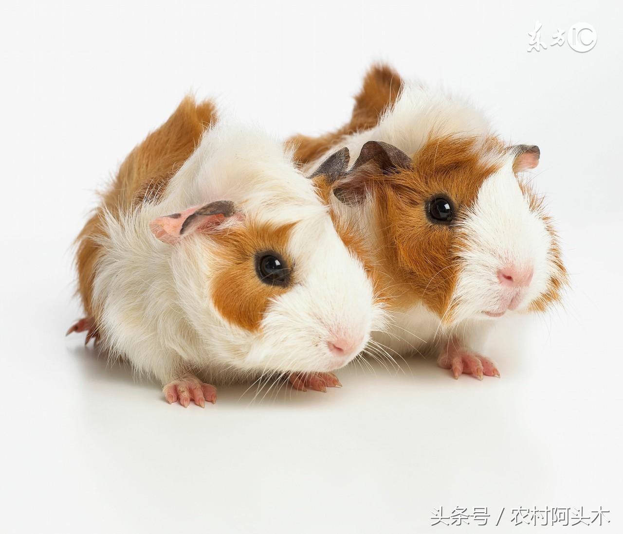 荷兰猪怎么分公母？这五个特征让你秒变鉴定专家！