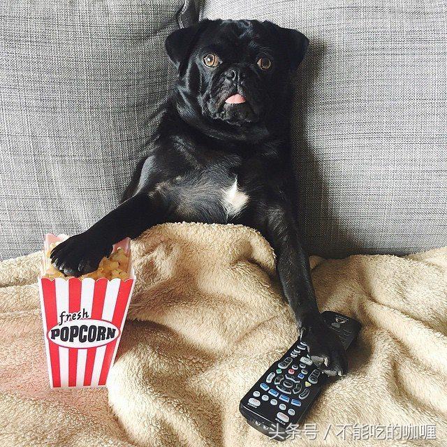 狗狗吐黄水是反刍吗？