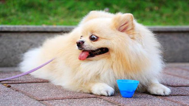 大白熊犬真的适合新手养吗？