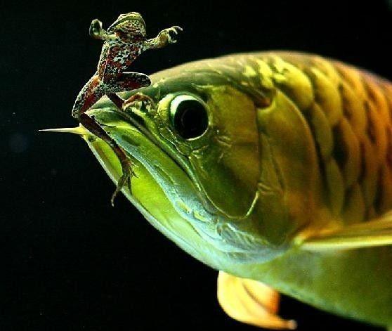 新手养龙鱼真的那么难吗？