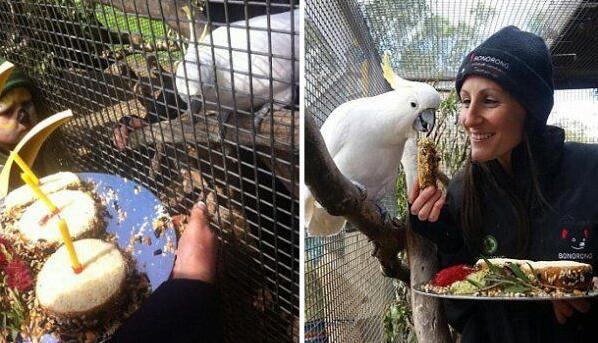 小葵花凤头鹦鹉真的能当宠物养吗？