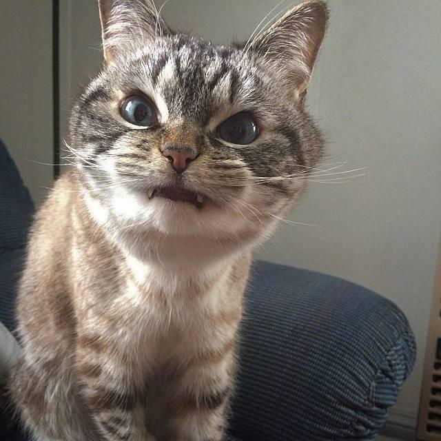 獭兔饲料到底怎么配才能养出油光水滑的宝贝兔？