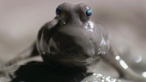 怎么辨别海水鱼的雌鱼和雄鱼？不同鱼科各有不同方法