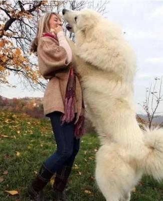 养大白熊犬前必须知道的6件事? 养大白熊犬前必须知道的6件事?