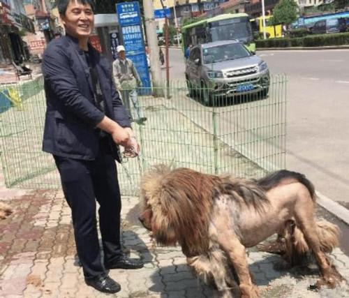 藏獒皮肤病真的能治好吗？