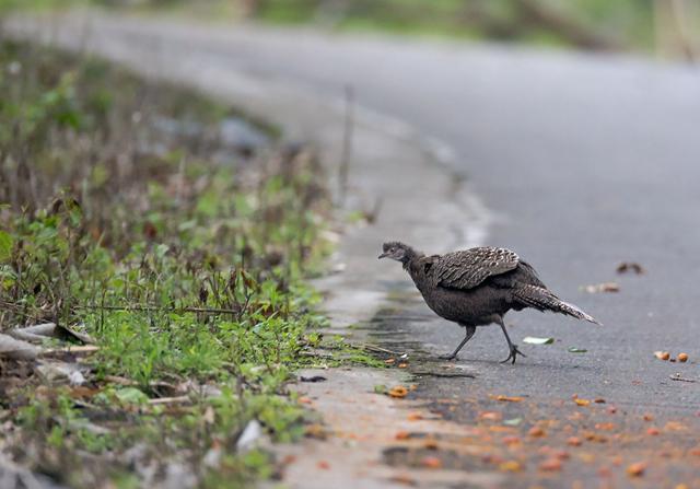 灰孔雀雉该怎么养才不会翻车？