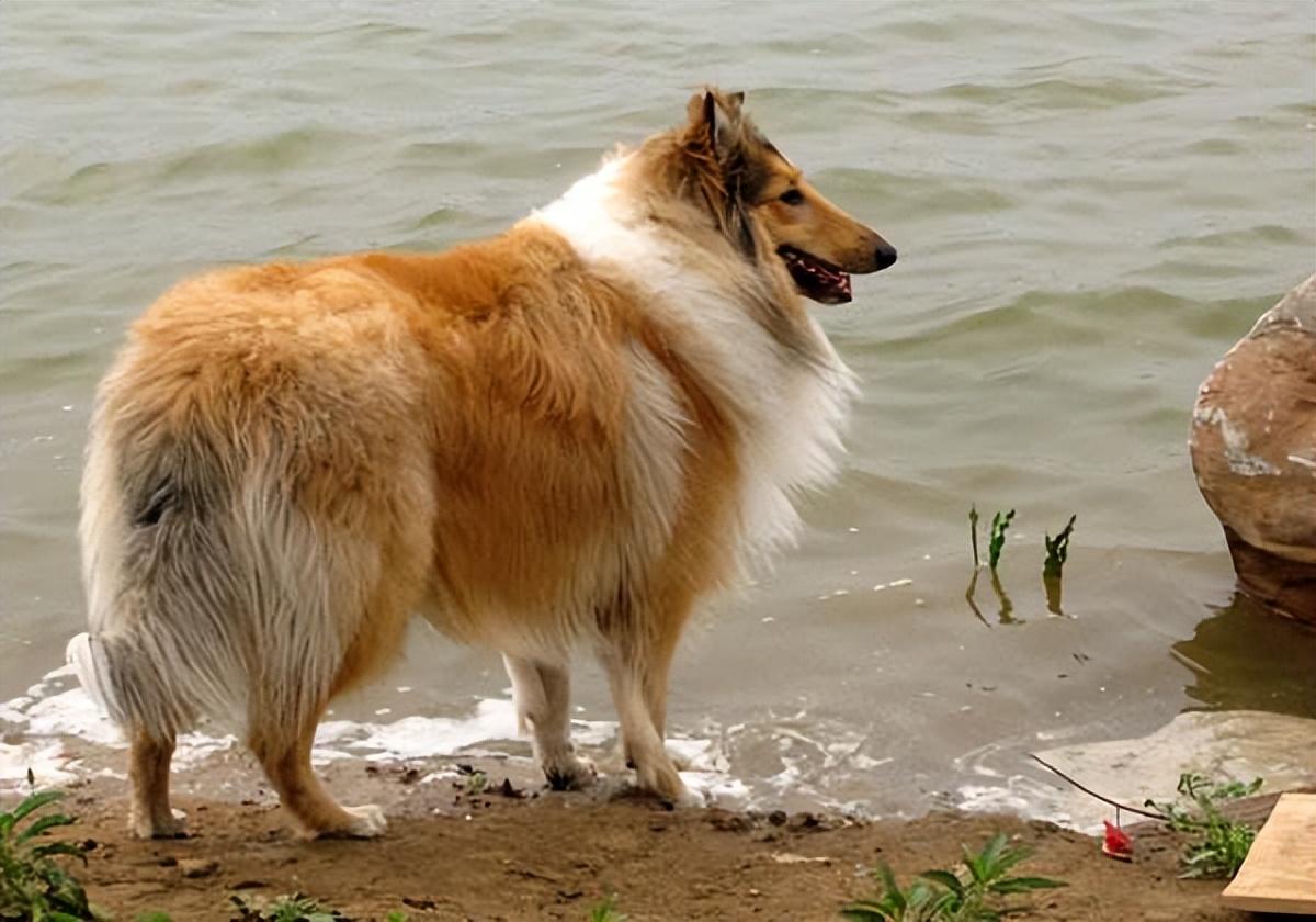 苏格兰牧羊犬吃错东西会出大事吗？