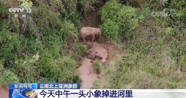 小象午休撒娇耍赖怎么办？新手必看的应对指南