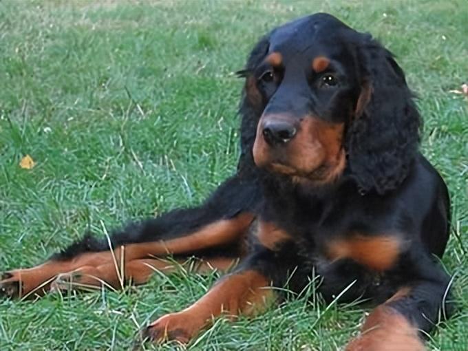 养哥顿雪达犬真的适合新手吗？