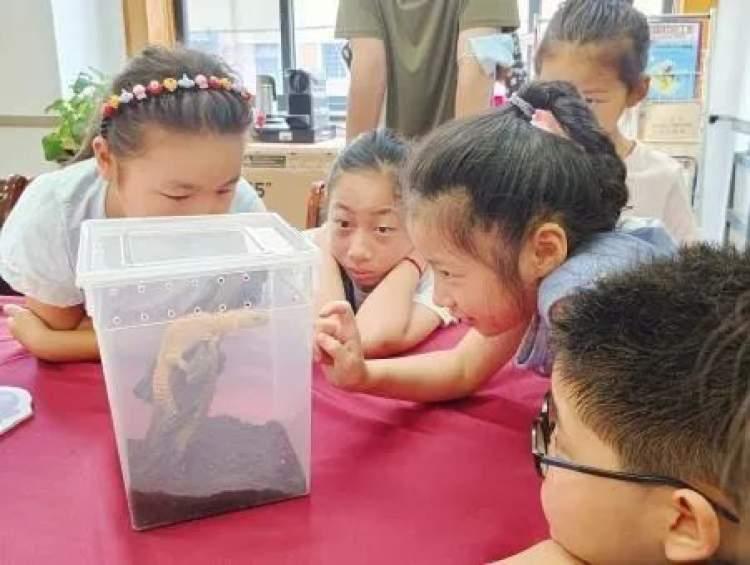 小丑鱼资料大全：了解小丑鱼的生活习性、种类及饲养技巧