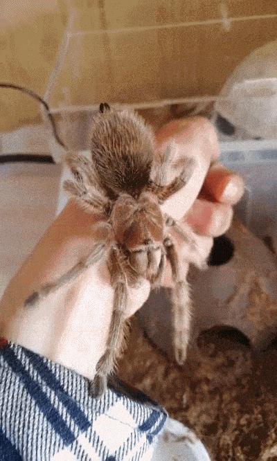 火玫瑰蜘蛛一般不咬人,咬人情况究竟是怎样的? 火玫瑰蜘蛛一般不咬人,咬人情况究竟是怎样的?