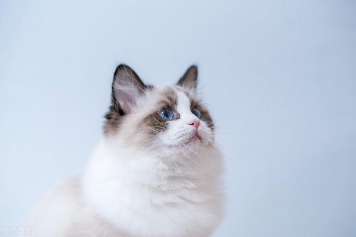 老谋深算的人究竟藏在哪个生肖里？