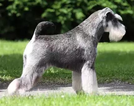 第一次养雪纳瑞该不该加入俱乐部？