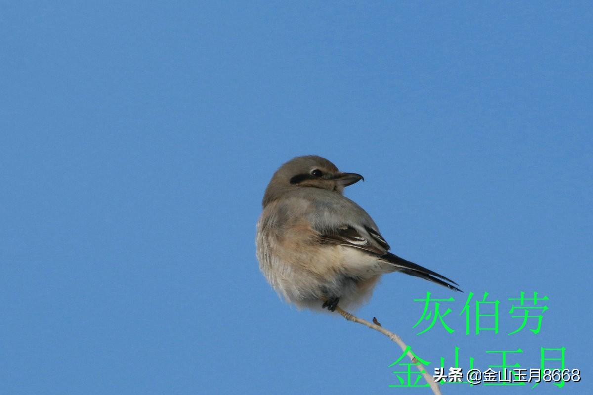 养灰伯劳真的会认主人吗？