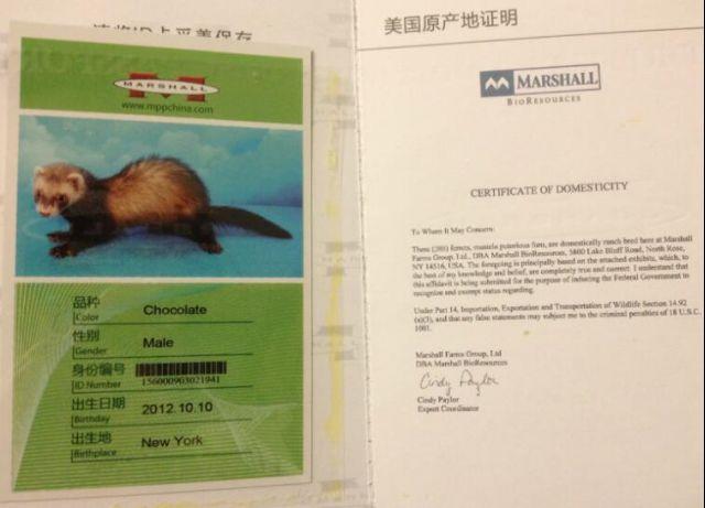 熊猫玛雪儿貂品种介绍——乐乐宠物百科大全