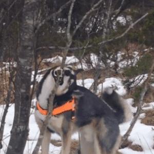 买哈士奇需要准备多少钱？