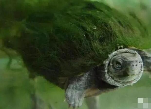 绿毛龟的由来：揭秘这一独特水生生物的起源与特征