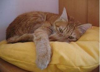 1956年3月13日出生之人命运如何是何种命数 1956年3月13日出生之人命运如何是何种命数