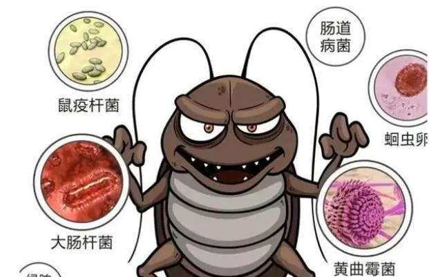 家里蟑螂越杀越多？试试这些天然克星管用吗？