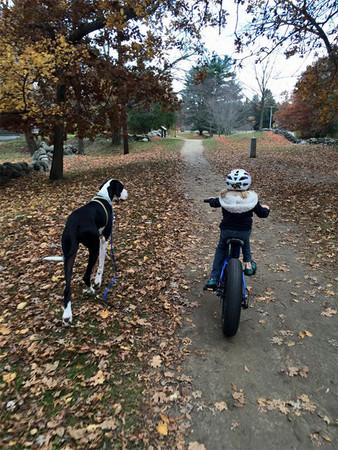 养大丹犬真的像养个小孩吗？