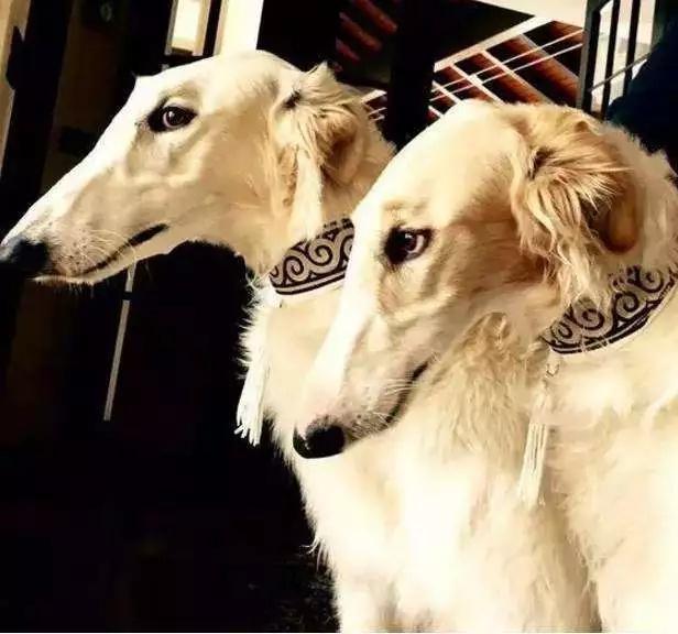 苏俄牧羊犬真的能当家庭宠物养吗？