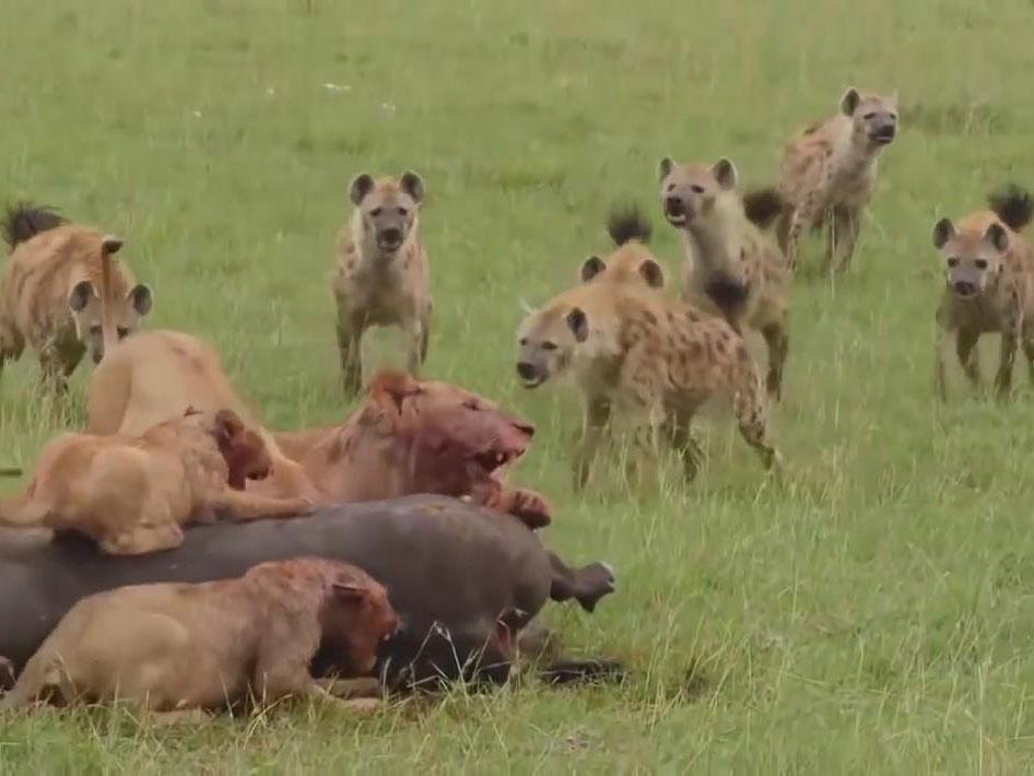 打水猴真的需要氪金买皮肤才能通关吗？