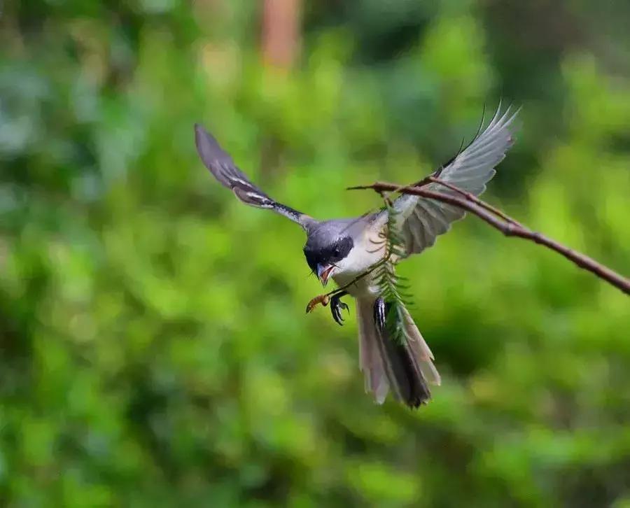 伯劳鸟的饮食习性：主要食物是昆虫和害虫