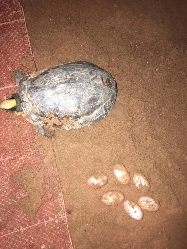 如何挑选三线闭壳龟(金钱龟):全面指南与选购技巧 如何挑选三线闭壳龟(金钱龟):全面指南与选购技巧