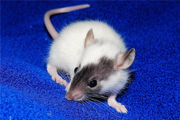 鼠女和什么属相最配_鼠女_鼠女命中注定的老公