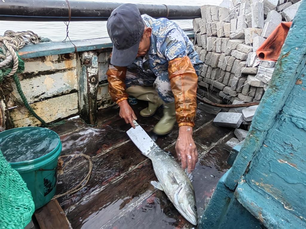 探索原生鱼类黄金鲈的生态特征与保护措施
