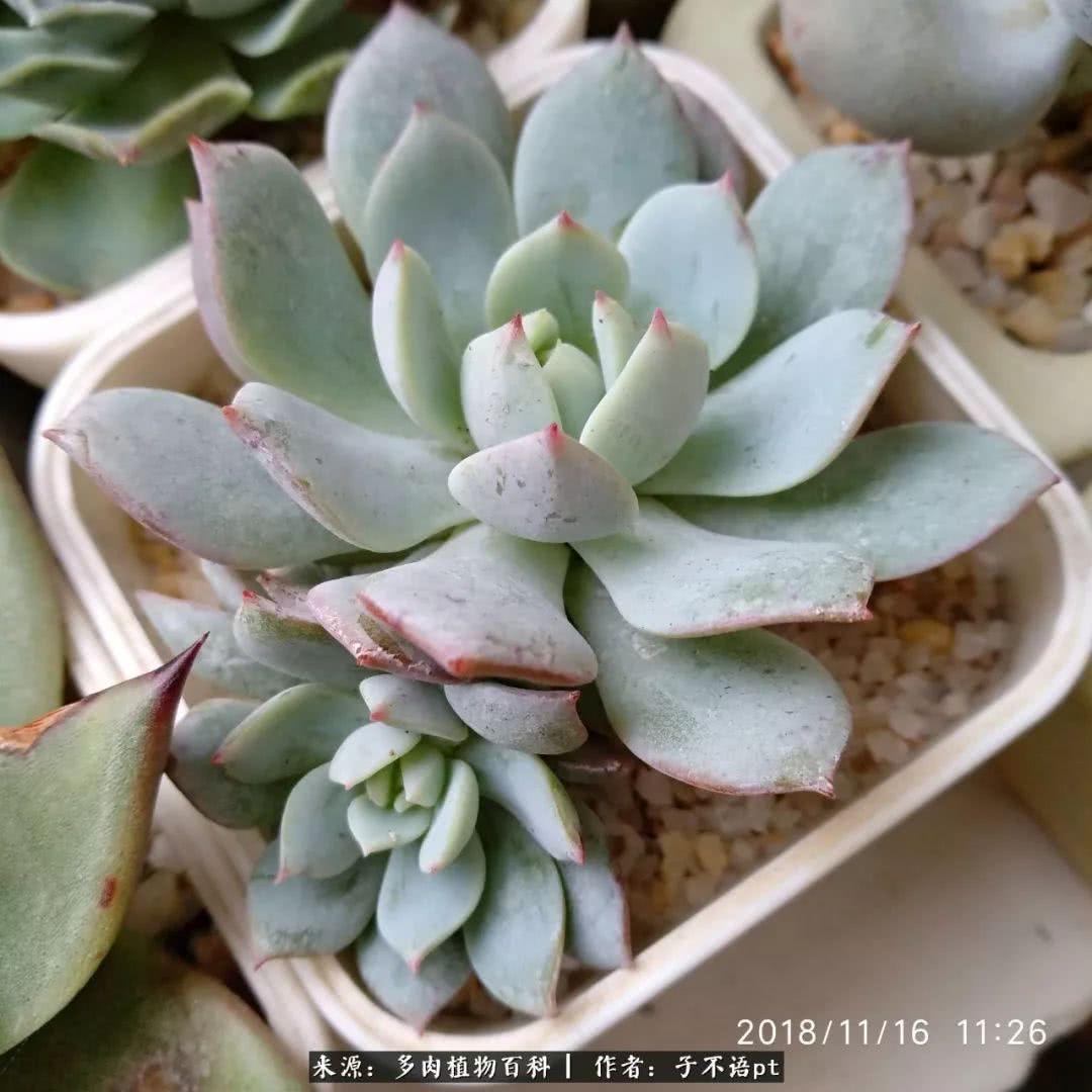 静夜服到底是个什么神奇操作？