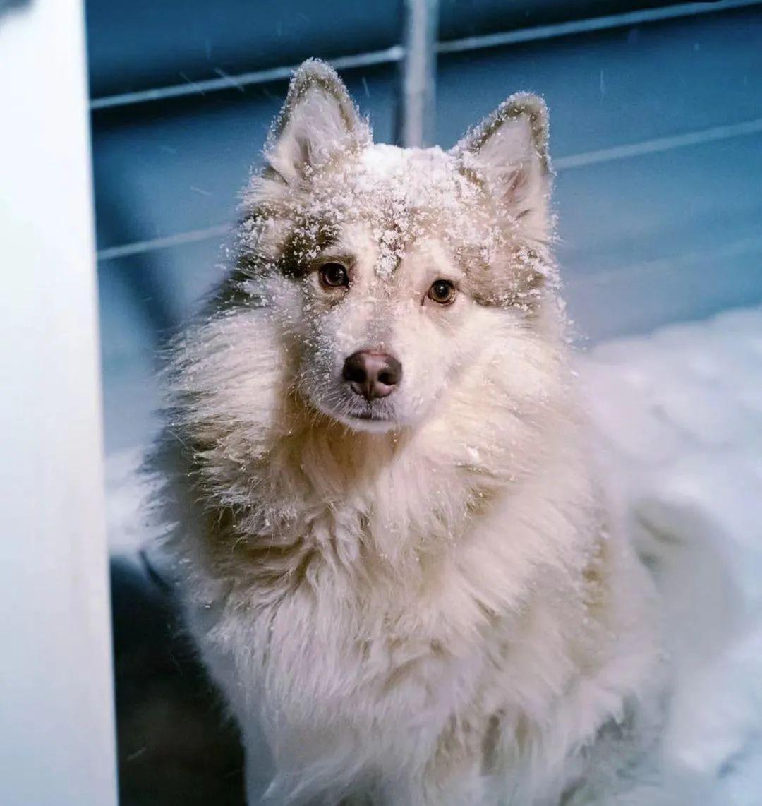 芬兰猎犬真的适合新手养吗？