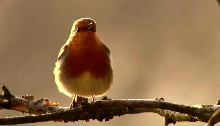 养金丝雀真的像传说中那么难吗？