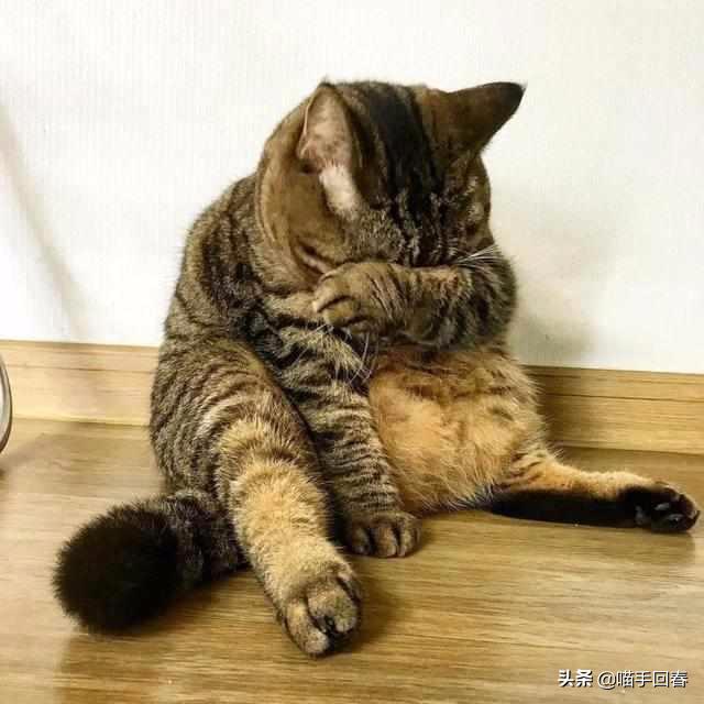 你真的听懂猫主子在说什么吗？