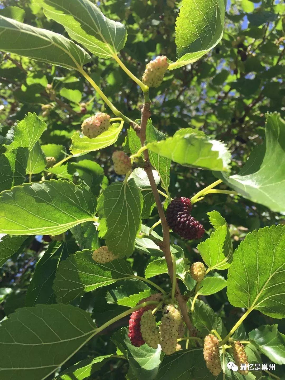 红鹦鹉鱼养着养着怎么就变黑了？