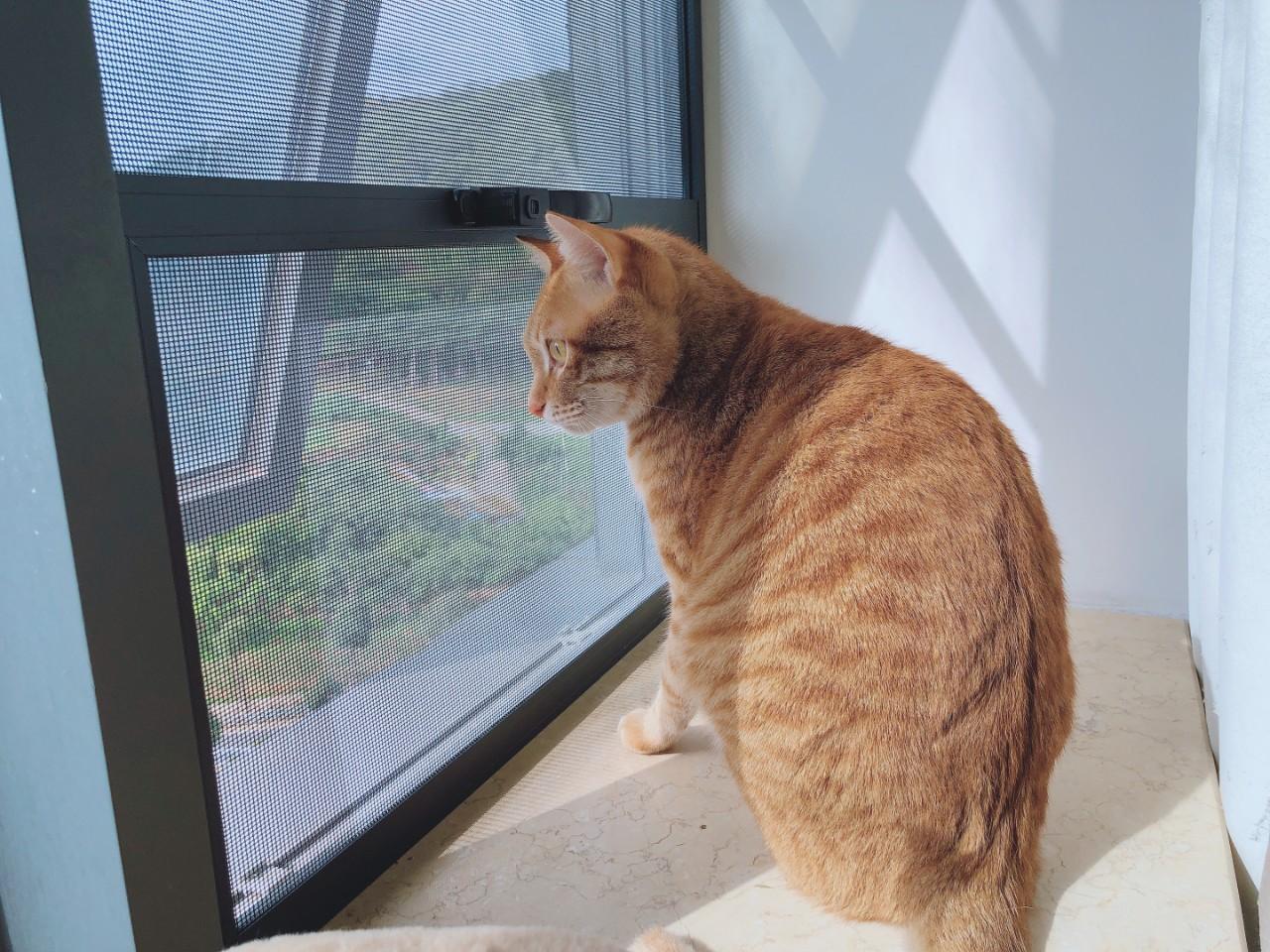 2013年结婚运势最强的生肖解析，哪些生肖在2013年最容易步入婚姻殿堂？