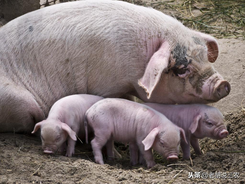 狗狗发情时到底该不该帮忙? 狗狗发情时到底该不该帮忙?